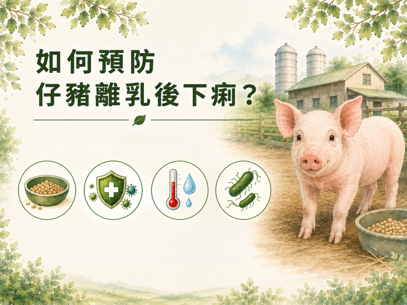 如何預防仔豬離乳後下痢？